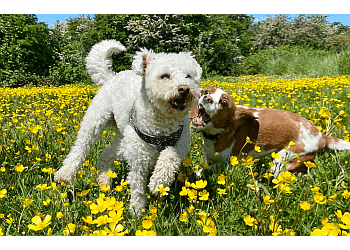 Delta dog walker Wee Paws image 1