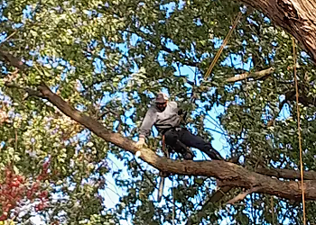 Weir Tree & Stumping Services Inc. - Milton, ON Tree Services - Field Work Image