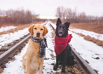 Red Deer dog trainer Well Trained Dogs