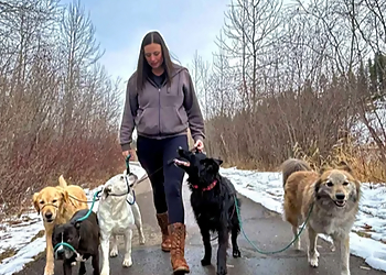 Red Deer Dresseurs De Chiens Well Trained Dogs