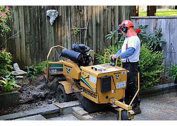 North Vancouver Services d'arboriculteur Western Tree Services