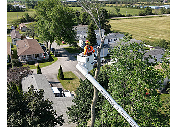 Kingston Services d'arboriculteur Westwood Tree Services