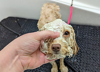 What the Fluff? Pet Parlour - Maple Ridge, BC Pet Grooming - Project Image