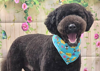 What the Fluff? Pet Parlour - Maple Ridge, BC Pet Grooming - Service Highlights