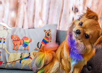 What the Fluff? Pet Parlour What the Fluff? Pet Parlour - Maple Ridge, BC Pet Grooming - Service Image
