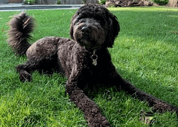 Toronto Dresseurs De Chiens When Hounds Fly