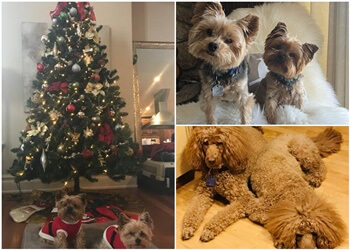 Calgary dog walker While Away House Sitters and Pet Care Inc.