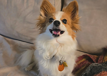 While Away House Sitters and Pet Care Ltd. - Calgary, AB Dog Walkers - Service Highlights