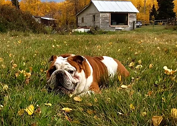 While Away House Sitters and Pet Care Ltd. - Calgary, AB Dog Walkers - Business Gallery Image