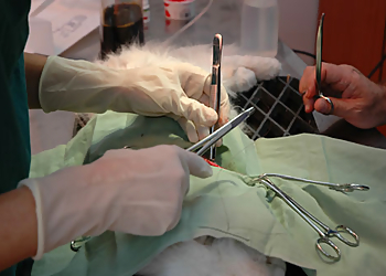 White Oaks Animal Hospital - Whitby, ON Veterinary Clinics - Surgery Room Image