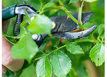 Halifax tree service White Wolf Tree Service