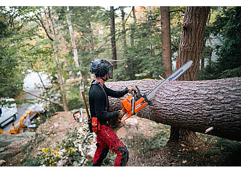 Halifax tree service White Wolf Tree Service