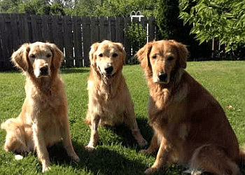 Ajax dog trainer Who’s Walking Who Inc.