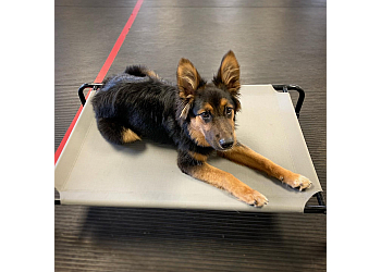 Ajax dog trainer Who’s Walking Who Inc.