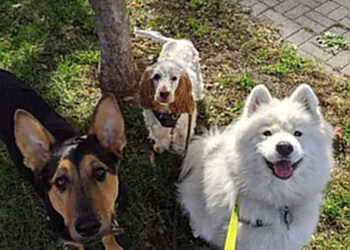 Montreal dog walker Wiggle Dog Walks