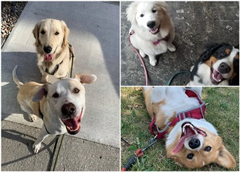 Montreal dog walker Wiggle Dog Walks