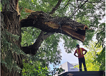 Aurora Services d'arboriculteur Wight Tree Service Inc.