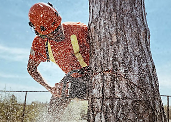 Richmond Hill Services d'arboriculteur Wight Tree Service Inc.