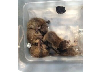 London animal removal Wild Things Wildlife Control