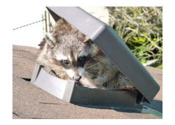 London animal removal Wild Things Wildlife Control