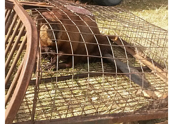 Edmonton Élimination Des Animaux Wildlife Control Services