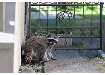 Edmonton Élimination Des Animaux Wildlife Control Services