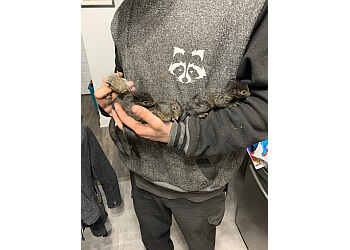 Gatineau animal removal Extermination Wildlife Outaouais