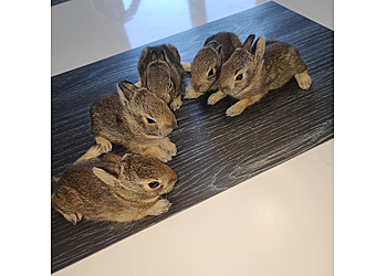 Gatineau animal removal Extermination Wildlife Outaouais