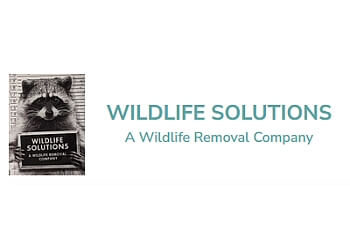 Markham animal removal Wildlife solutions Markham