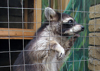 Burlington animal removal Wildside Wildlife Removal & Prevention Ltd.