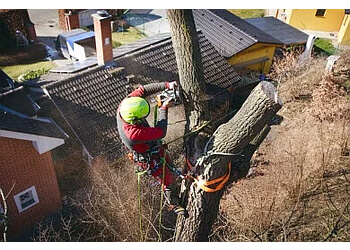 Fredericton tree service Wildwood Tree Services Inc.
