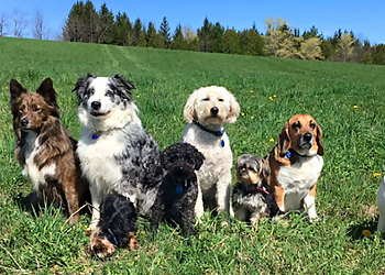 Winter Hill Canine Cottage - Guelph, ON Dog Walkers - Business Gallery Image