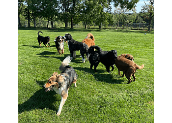 Guelph Promeneurs De Chiens Winter Hill Canine Cottage