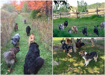 Guelph Promeneurs De Chiens Winter Hill Canine Cottage