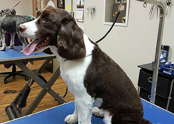 Moncton Salons de Toilettage Pour Animaux De Compagnie Wizard of Pawz Dog Grooming Academy
