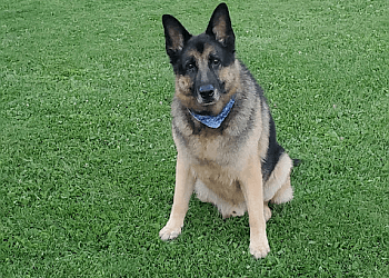 Caledon dog trainer Wolfman K9 Obedience