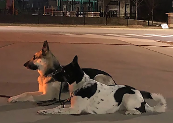 Wolfman K9 Obedience - Caledon, ON Dog Trainers - Dog Training Session Image