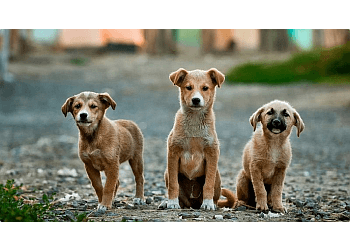 Caledon dog trainer Wolfman K9 Obedience