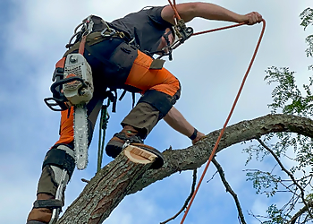 Woodland Tree Service Woodland Tree Service - Orillia, ON Services d'arboriculteur - Job Site Image