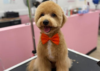 Newmarket pet grooming Woof Gang Bakery & Grooming Newmarket East