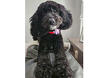 Oakville pet grooming Woof Gang Bakery & Grooming Oakville