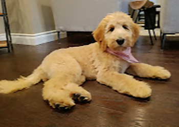 Oakville pet grooming Woof Gang Bakery & Grooming Oakville