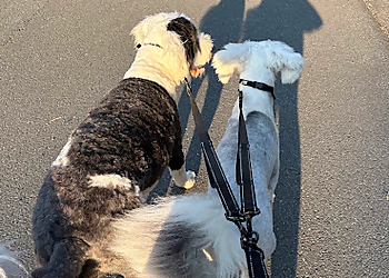 Woof It Up - Dog Training and Separation Anxiety - Fredericton, NB Dog Trainers - Dog Training Image