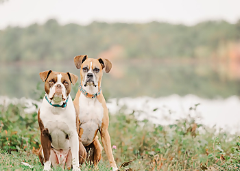Woof It Up - Dog Training and Separation Anxiety - Fredericton, NB Dog Trainers - Dog Image