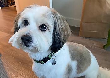 Woof & Meow Spa - Vancouver, BC Pet Grooming - Service Image