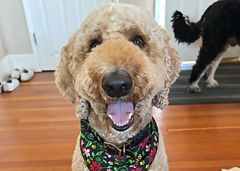 Woof & Meow Spa - Vancouver, BC Pet Grooming - Project Image