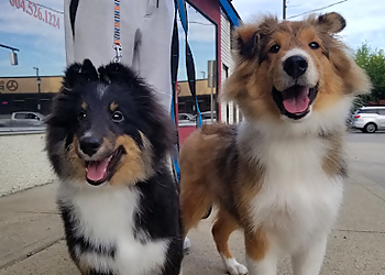 New Westminster pet grooming Woof Woof Dog Grooming