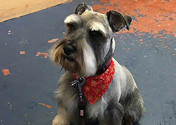 New Westminster pet grooming Woof Woof Dog Grooming