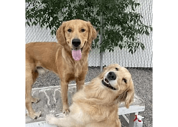 Winnipeg Dresseurs De Chiens Wooftopia Dog Training & Recreation Centre