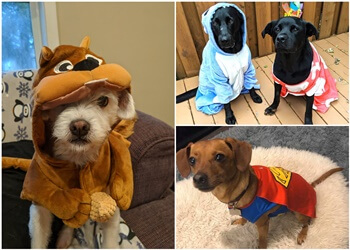 Winnipeg Dresseurs De Chiens Wooftopia Dog Training & Recreation Centre